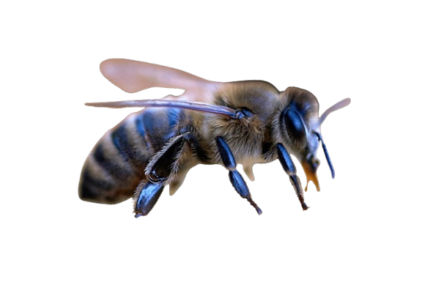 Abeille noire de La Réunion