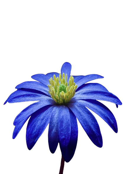 Fleur bleue endémique de La Réunion